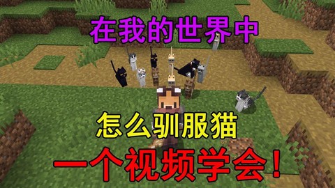我的世界猫怎么驯服[图1]